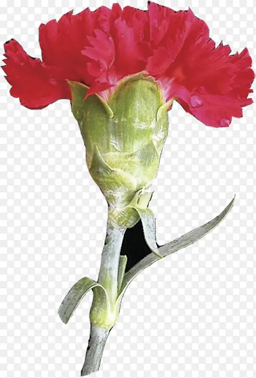 春季红色梦幻母亲节花朵