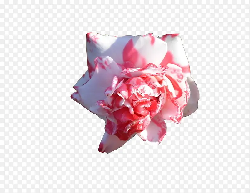 花8