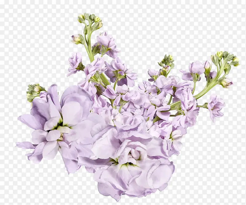 免抠装饰紫色鲜花素材