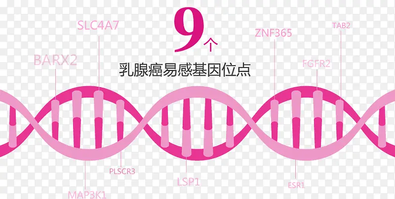 乳腺癌易感基因位点