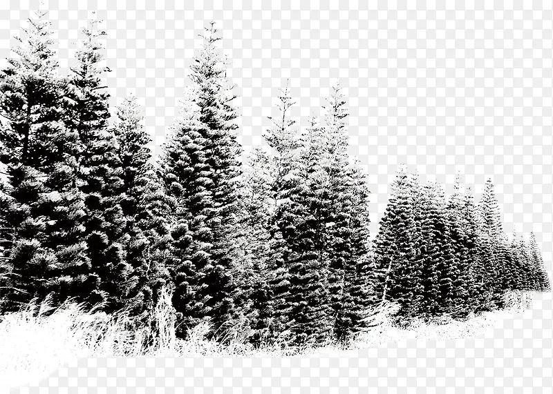 冬季景观雪景大树