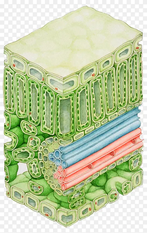 植物表皮细胞图片