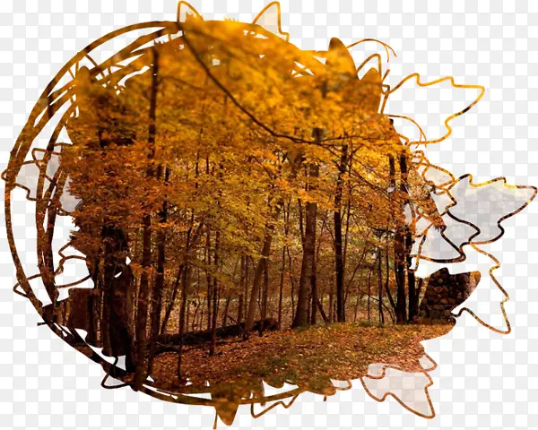 秋天树背景素材