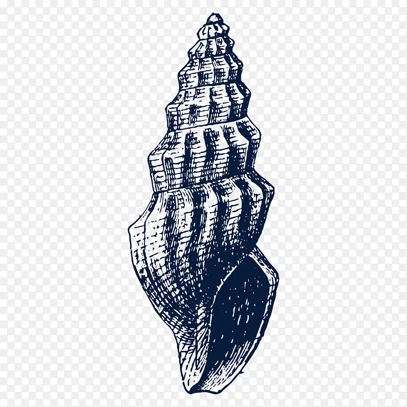 手绘海螺贝壳素描