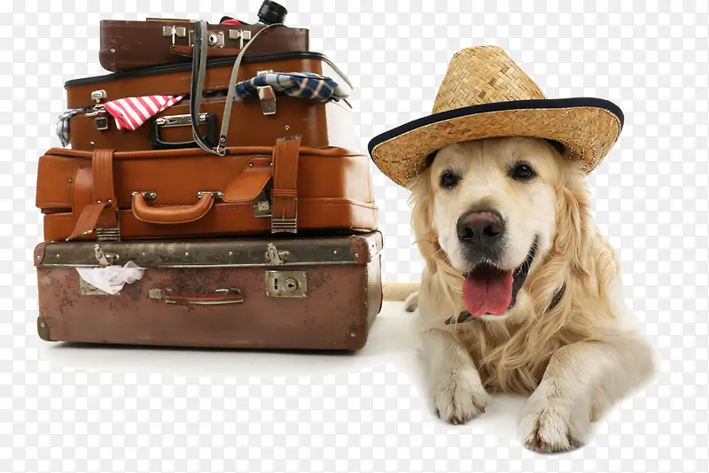 带着狗狗去旅行