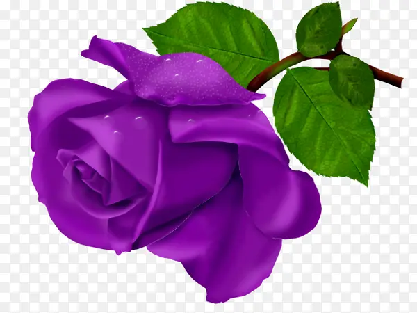手绘紫色玫瑰花