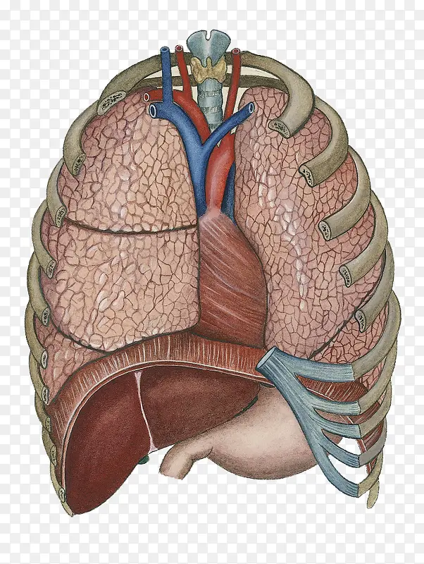 人体器官结构