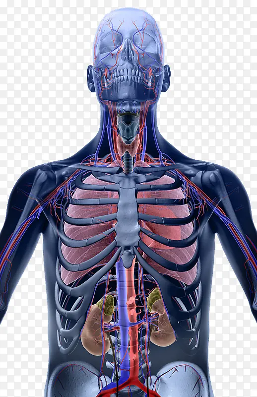人体器官结构