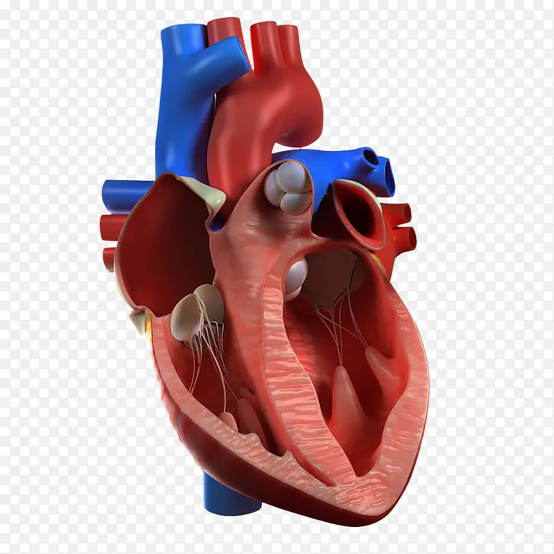 心脏结构解剖