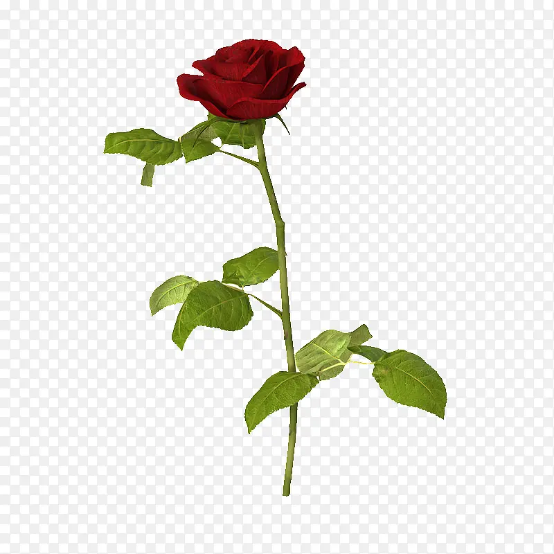 花瓣红色盛开单支玫瑰