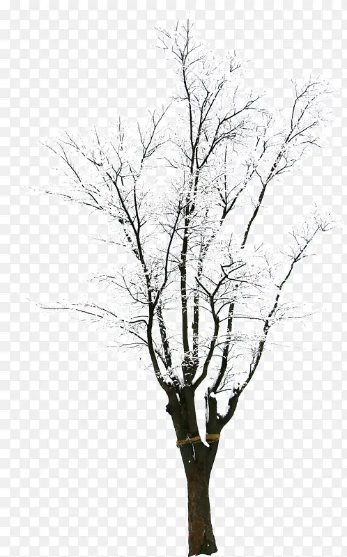 冬季树枝个人主页