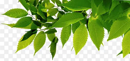 春天首页植物树叶装饰PNG图片素材下载_图片编号9325048-PNG素材网