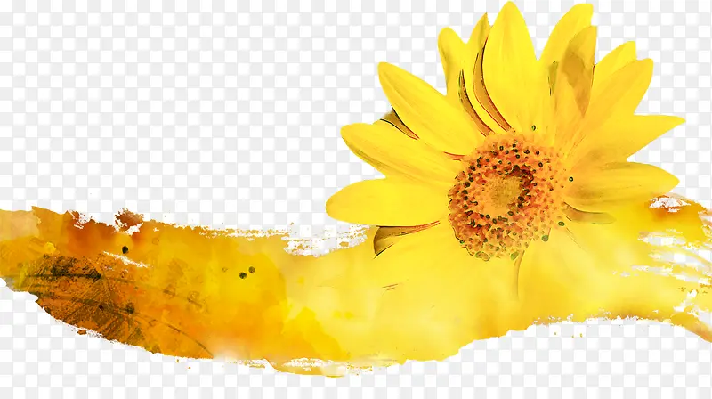 黄色向日葵