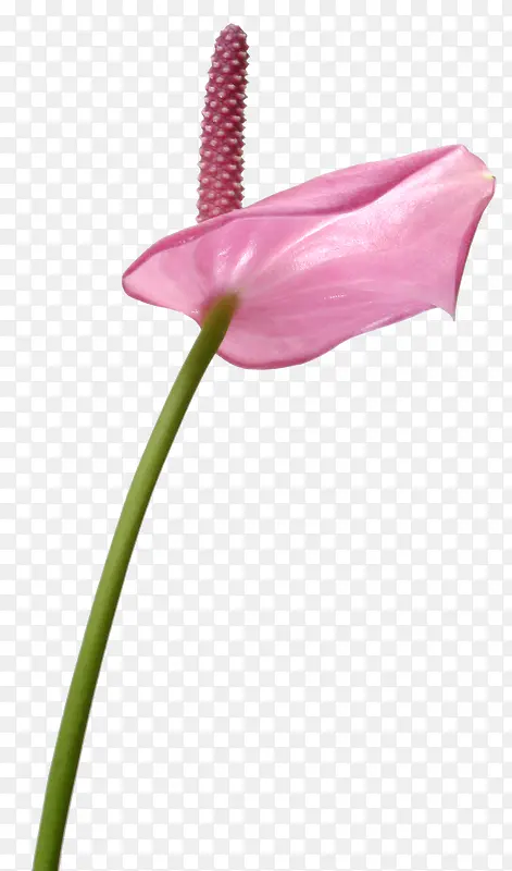 马蹄莲粉色花朵