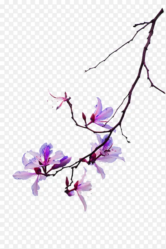 紫色水墨树枝花朵装饰图案