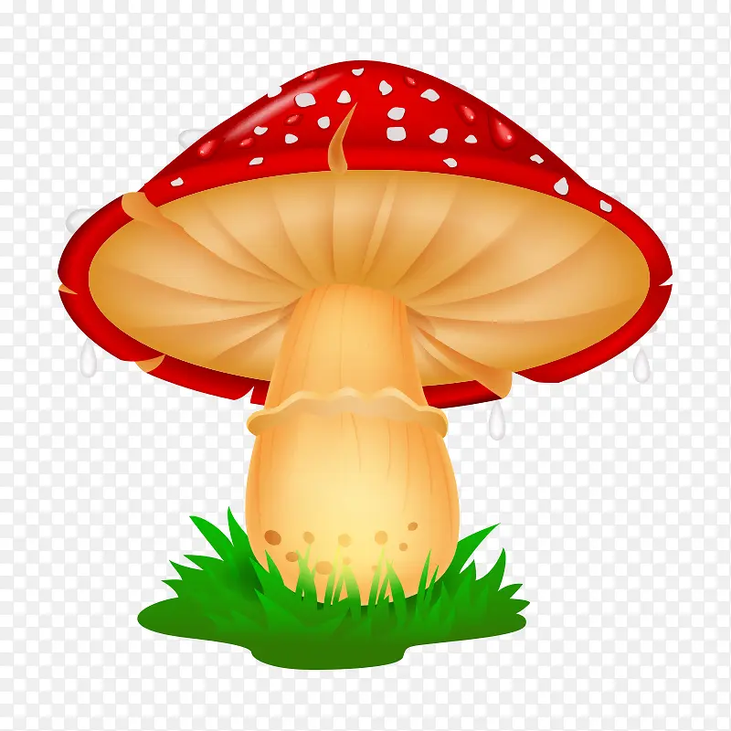 蘑菇 菌类
