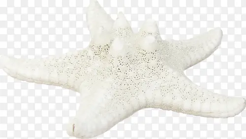 海星