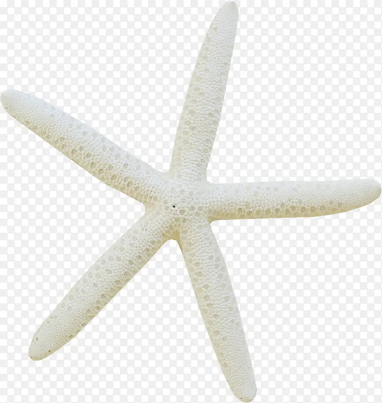白色漂亮海星