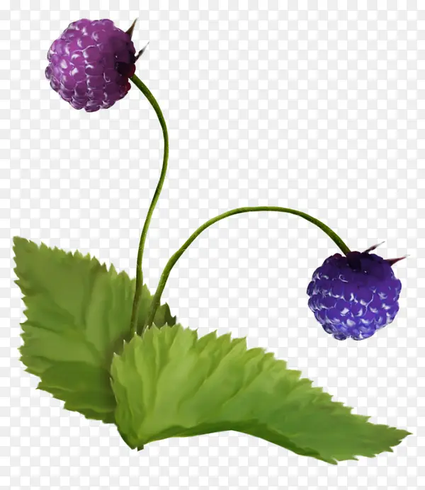ๆค็ฉๆๅญPNGๅพ็็ด ๆไธ่ฝฝ_ๅพ็็ผๅท9340307-PNG็ด ๆ็ฝ