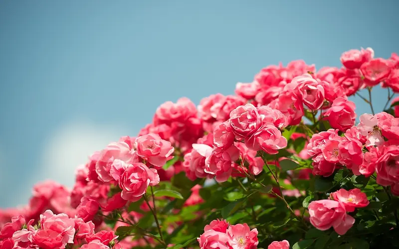蓝天下的粉色玫瑰