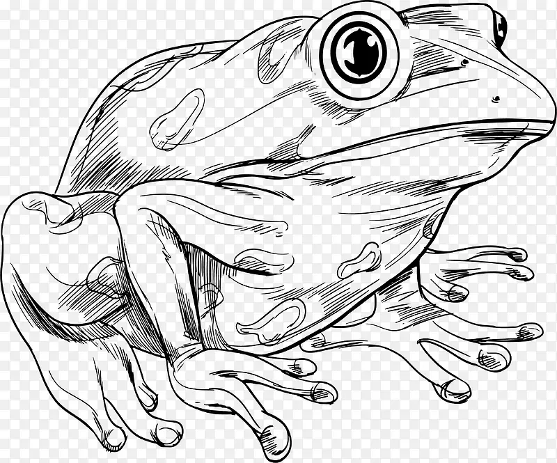 手绘线条青蛙