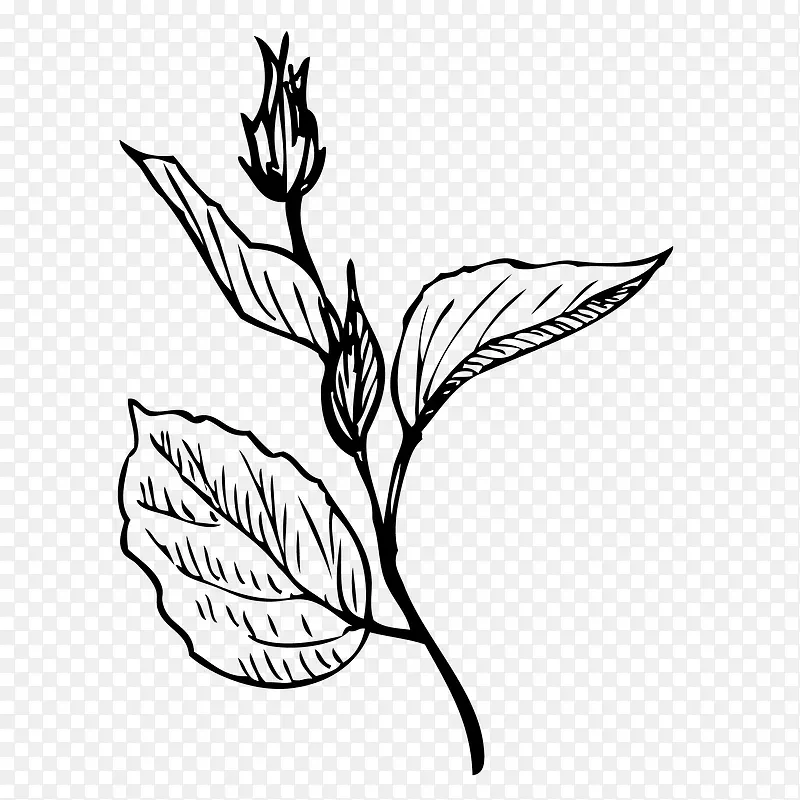 线描叶子