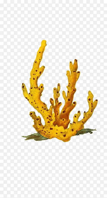手绘黄色珊瑚