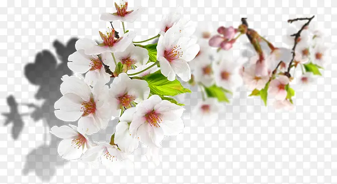 教师节粉色花朵首页