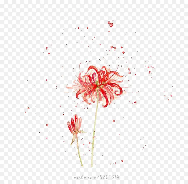 水彩菊花