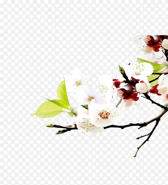 桃花梨花开PNG图片素材下载_图片编号9354125-PNG素材网