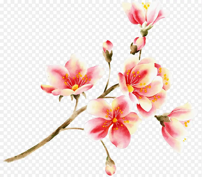 国风手绘木棉花