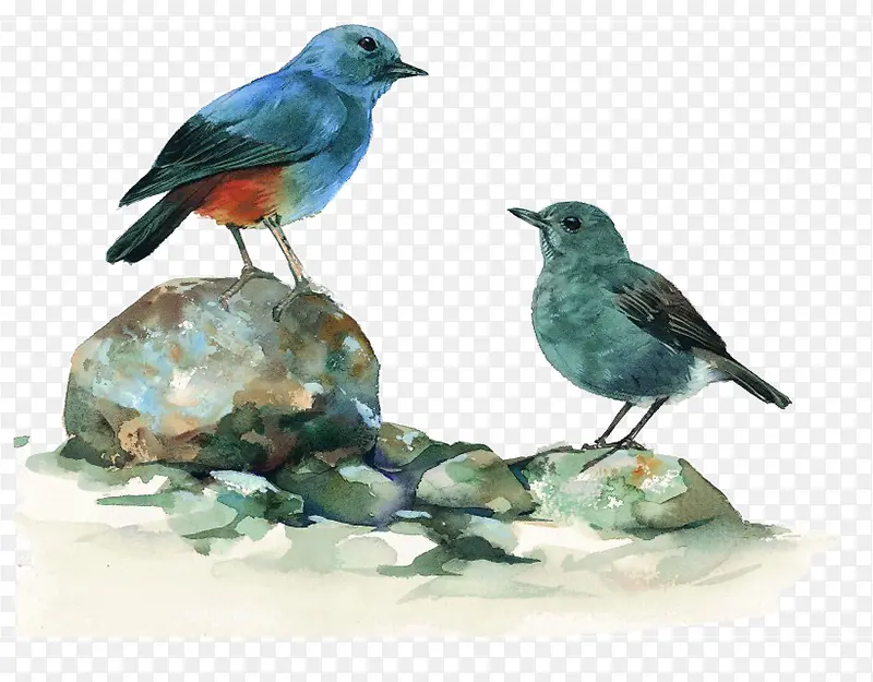 石头上的小鸟