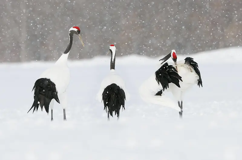 丹顶鹤雪景高清壁纸