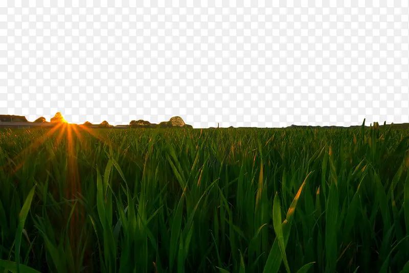 夕阳下的绿色麦田