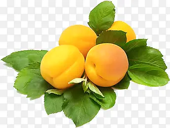 新鲜的大黄杏