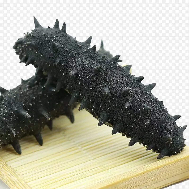 海参素材