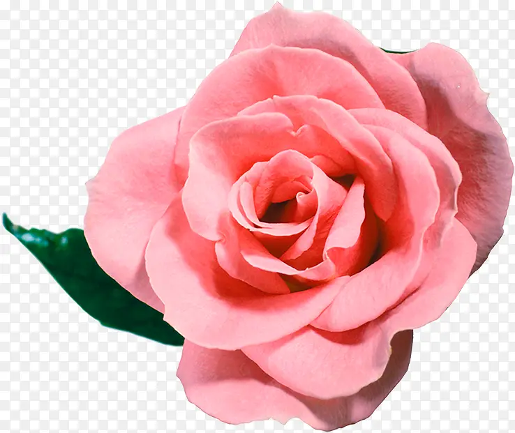 高清粉色玫瑰钻戒装饰