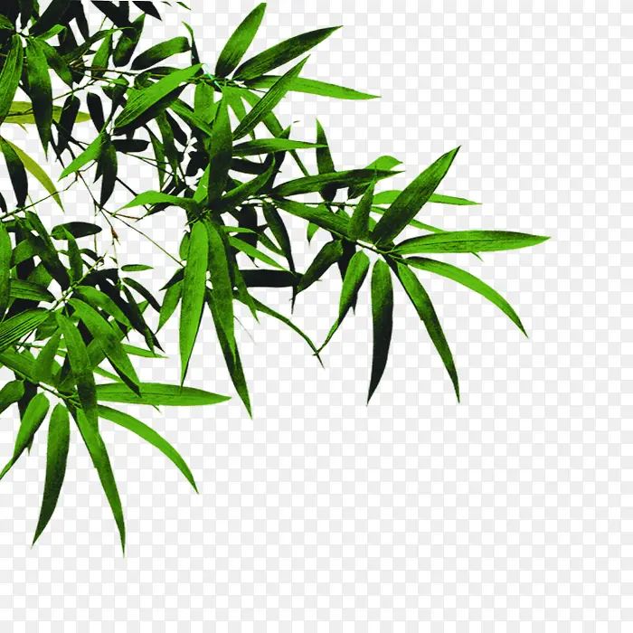 浓情五月墨绿竹叶毛竹PNG图片素材下载_图片编号9371712-PNG素材网
