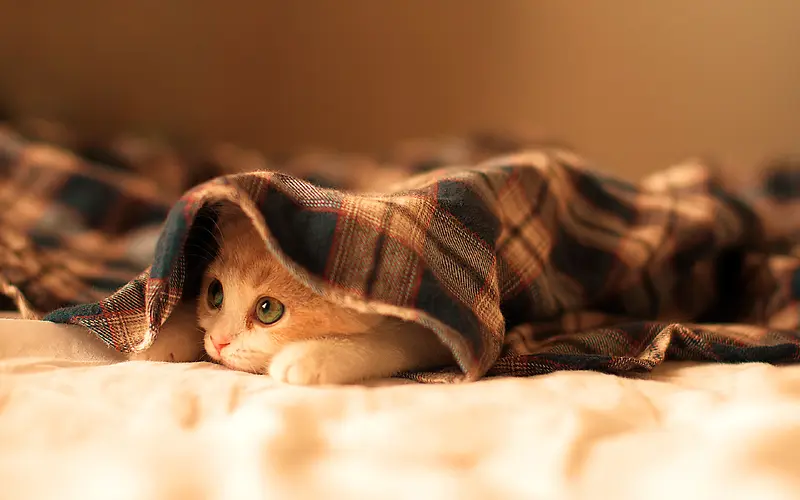 毛毯中的小猫海报背景