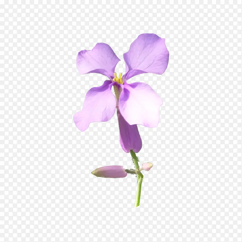 紫色单朵小花