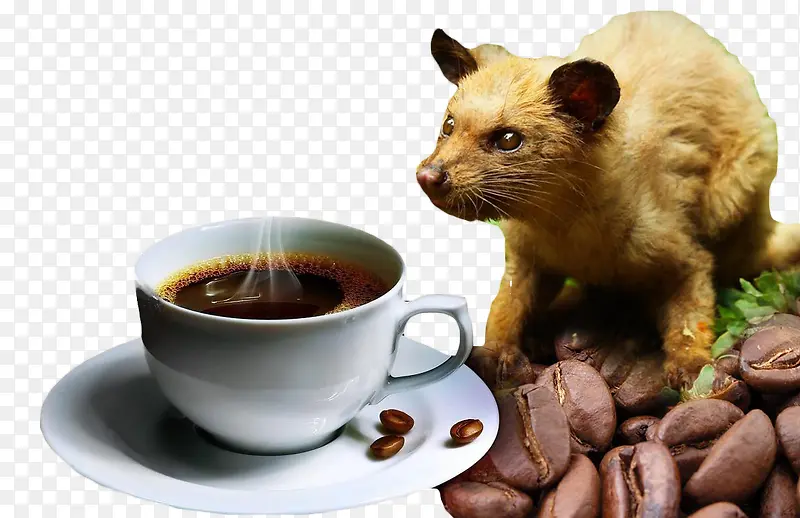 猫屎咖啡产品实物图