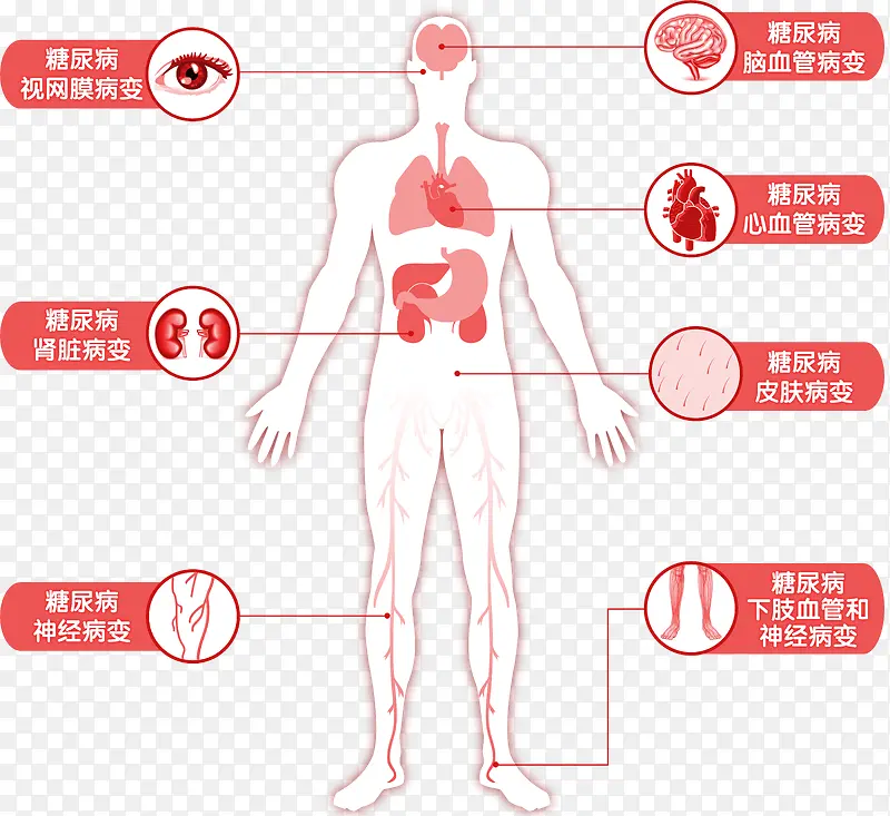 人体解刨PNG图片素材下载_图片编号9379767-PNG素材网