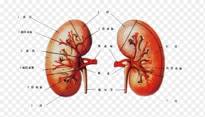 人体器官肾脏