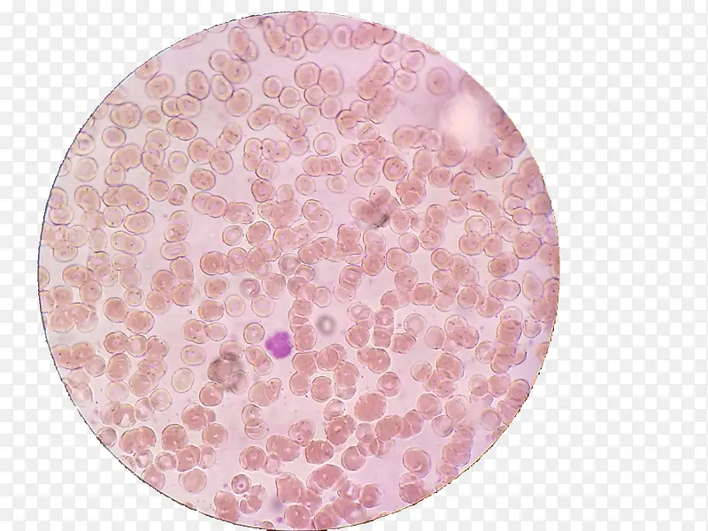 粉红色细胞