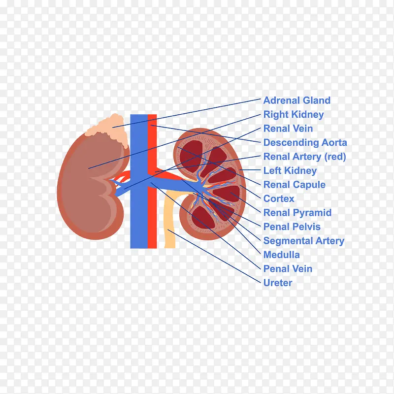 矢量卡通肾脏血管矢量图