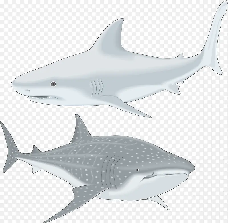 2017灰色大鲨鱼矢量鱼类