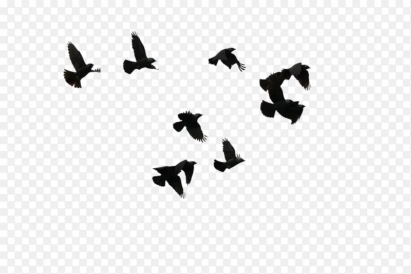 黑色鸟形状飞翔动物