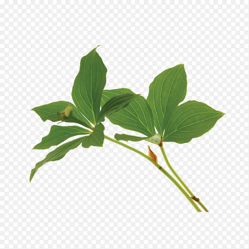 水上的绿色植物PNG图片素材下载_图片编号9389663-PNG素材网