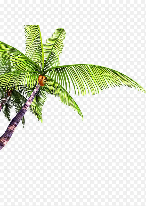 椰树 树林 椰子