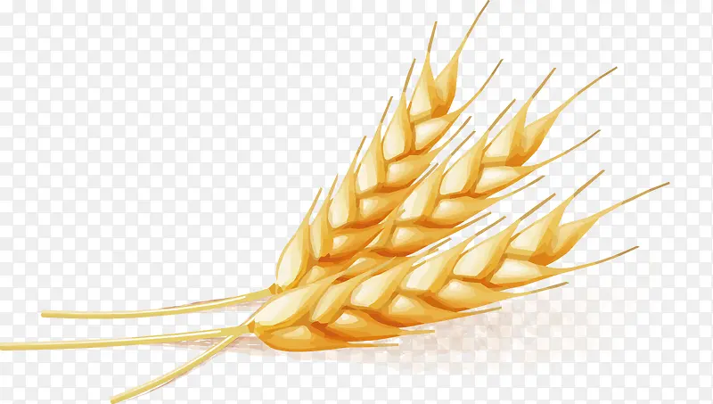 小麦矢量图